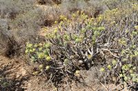 Die Insel Lobos in Fuerteventura. balsamifère Spurge (Euphorbia balsamifera). Klicken, um das Bild in Adobe Stock zu vergrößern (neue Nagelritze).