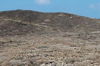 La isla de Los Lobos en Fuerteventura. Colonia de gaviotas de patas. Haga clic para ampliar la imagen en Adobe Stock (nueva pestaña).