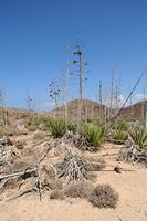L'isola di Lobos a Fuerteventura. sisal Agave (Agave sisalana). Clicca per ingrandire l'immagine in Adobe Stock (nuova unghia).
