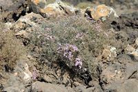 La isla de Lobos en Fuerteventura. Tubercled Statice (Limonium tuberculatum). Haga clic para ampliar la imagen en Adobe Stock (nueva pestaña).