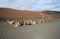 Timanfaya National Park in Lanzarote. The dromedaries station. Click to enlarge the image in Adobe Stock (new tab).