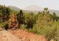 Het natuurpark van de Corona Forestal in Tenerife. Uitzicht op de Pico del Teide vanuit het oogpunt van de Rosa de Piedra. Klikken om het beeld te vergroten in Adobe Stock (nieuwe tab).