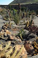 De verzameling van cactussen van de Cactustuin in Guatiza in Lanzarote. Cactustuin. Klikken om het beeld te vergroten in Adobe Stock (nieuwe tab).