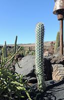 La colección de cactus del Jardín de Cactus de Guatiza en Lanzarote. Browningia hertlingiana. Haga clic para ampliar la imagen en Adobe Stock (nueva pestaña).