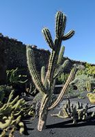 The Cactus Garden cactus collection in Guatiza in Lanzarote. Stetsonia coryne. Click to enlarge the image in Adobe Stock (new tab).