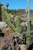 De verzameling van cactussen van de Cactustuin in Guatiza in Lanzarote. Echinopsis spachiana. Klikken om het beeld te vergroten in Adobe Stock (nieuwe tab).