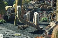 De verzameling van cactussen van de Cactustuin in Guatiza in Lanzarote. Oreocereus trollii. Klikken om het beeld te vergroten in Adobe Stock (nieuwe tab).