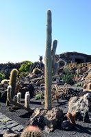 De verzameling van cactussen van de Cactustuin in Guatiza in Lanzarote. Browningia hertlingiana. Klikken om het beeld te vergroten in Adobe Stock (nieuwe tab).