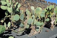 A coleção de cactus do Jardim de Cactus em Guatiza em Lanzarote. Opuntia hyptiacantha. Clicar para ampliar a imagem em Adobe Stock (novo guia).