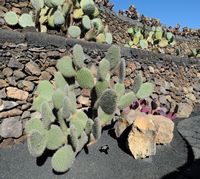 The Cactus Garden cactus collection in Guatiza in Lanzarote. Opuntia pailana. Click to enlarge the image in Adobe Stock (new tab).