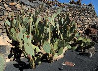 De verzameling van cactussen van de Cactustuin in Guatiza in Lanzarote. Opuntia lindheimeri varietas linguiformis. Klikken om het beeld te vergroten in Adobe Stock (nieuwe tab).