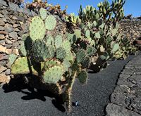 A coleção de cactus do Jardim de Cactus em Guatiza em Lanzarote. Opuntia mojavensis. Clicar para ampliar a imagem em Adobe Stock (novo guia).