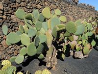 The Cactus Garden cactus collection in Guatiza in Lanzarote. Opuntia deamii. Click to enlarge the image in Adobe Stock (new tab).