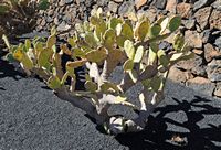 De verzameling van cactussen van de Cactustuin in Guatiza in Lanzarote. Opuntia allanerei. Klikken om het beeld te vergroten in Adobe Stock (nieuwe tab).
