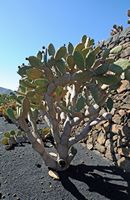 De verzameling van cactussen van de Cactustuin in Guatiza in Lanzarote. Opuntia tomentosa. Klikken om het beeld te vergroten in Adobe Stock (nieuwe tab).