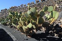 De verzameling van cactussen van de Cactustuin in Guatiza in Lanzarote. Opuntia littoralis. Klikken om het beeld te vergroten in Adobe Stock (nieuwe tab).