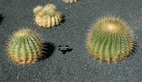 De verzameling van cactussen van de Cactustuin in Guatiza in Lanzarote. Ferocactus histrix. Klikken om het beeld te vergroten in Adobe Stock (nieuwe tab).