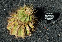The Cactus Garden cactus collection in Guatiza in Lanzarote. Ferocactus alamosanus reppenhagenii subspecies. Click to enlarge the image in Adobe Stock (new tab).