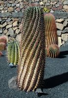 The Cactus Garden cactus collection in Guatiza in Lanzarote. Ferocactus cylindraceus. Click to enlarge the image in Adobe Stock (new tab).