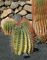 A coleção de cactus do Jardim de Cactus em Guatiza em Lanzarote. Ferocactus townsendianus. Clicar para ampliar a imagem em Adobe Stock (novo guia).