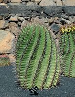 A coleção de cactus do Jardim de Cactus em Guatiza em Lanzarote. Ferocactus herrerae. Clicar para ampliar a imagem em Adobe Stock (novo guia).