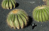 De verzameling van cactussen van de Cactustuin in Guatiza in Lanzarote. Ferocactus schwarzii. Klikken om het beeld te vergroten in Adobe Stock (nieuwe tab).