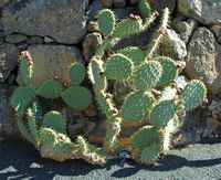 De verzameling van cactussen van de Cactustuin in Guatiza in Lanzarote. Opuntia vaseyi. Klikken om het beeld te vergroten in Adobe Stock (nieuwe tab).