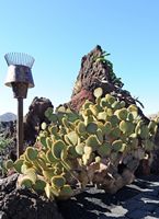 A coleção de cactus do Jardim de Cactus em Guatiza em Lanzarote. Opuntia scheeri. Clicar para ampliar a imagem em Adobe Stock (novo guia).