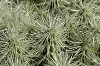 A coleção de cactus do Jardim de Cactus em Guatiza em Lanzarote. Cylindropuntia tunicata. Clicar para ampliar a imagem em Adobe Stock (novo guia).