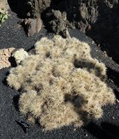 La collection de cactus du Jardin de Cactus à Guatiza à Lanzarote. Cylindropuntia tunicata. Cliquer pour agrandir l'image dans Adobe Stock (nouvel onglet).
