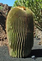 A coleção de cactus do Jardim de Cactus em Guatiza em Lanzarote. Echinocactus platyacanthus. Clicar para ampliar a imagem em Adobe Stock (novo guia).