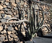 A coleção de cactus do Jardim de Cactus em Guatiza em Lanzarote. Stenocereus beneckei. Clicar para ampliar a imagem em Adobe Stock (novo guia).