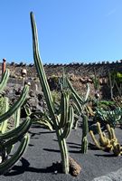 A coleção de cactus do Jardim de Cactus em Guatiza em Lanzarote. Stenocereus gummosus. Clicar para ampliar a imagem em Adobe Stock (novo guia).