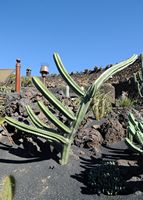 The Cactus Garden cactus collection in Guatiza in Lanzarote. Stenocereus pruinosus. Click to enlarge the image in Adobe Stock (new tab).