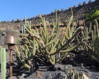 The Cactus Garden cactus collection in Guatiza in Lanzarote. Espostoa guentheri. Click to enlarge the image in Adobe Stock (new tab).