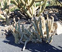De verzameling van cactussen van de Cactustuin in Guatiza in Lanzarote. Cleistocactus parapetiensis. Klikken om het beeld te vergroten in Adobe Stock (nieuwe tab).