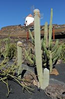 De verzameling van cactussen van de Cactustuin in Guatiza in Lanzarote. Cephalocereus senilis. Klikken om het beeld te vergroten in Adobe Stock (nieuwe tab).