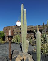 De verzameling van cactussen van de Cactustuin in Guatiza in Lanzarote. Cephalocereus senilis. Klikken om het beeld te vergroten in Adobe Stock (nieuwe tab).