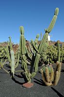 De verzameling van cactussen van de Cactustuin in Guatiza in Lanzarote. Cereus validus. Klikken om het beeld te vergroten in Adobe Stock (nieuwe tab).
