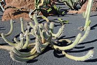 A coleção de cactus do Jardim de Cactus em Guatiza em Lanzarote. Pilosocereus gounellei. Clicar para ampliar a imagem em Adobe Stock (novo guia).