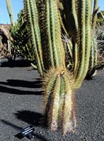 De verzameling van cactussen van de Cactustuin in Guatiza in Lanzarote. Astrophytum ornatum. Klikken om het beeld te vergroten in Adobe Stock (nieuwe tab).