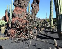 De verzameling van cactussen van de Cactustuin in Guatiza in Lanzarote. Cereus spegazzinii. Klikken om het beeld te vergroten in Adobe Stock (nieuwe tab).