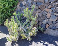 De verzameling van wolfsmerk van de Cactustuin in Guatiza in Lanzarote. Euphorbia grandicornis. Klikken om het beeld te vergroten in Adobe Stock (nieuwe tab).