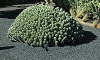 La collección de euforbias del Jardín de Cactus de Guatiza en Lanzarote. Euphorbia equino. Haga clic para ampliar la imagen en Adobe Stock (nueva pestaña).