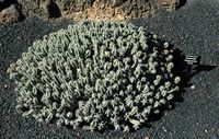 A coleção de eufórbios do Jardim de Cactus em Guatiza em Lanzarote. Euphorbia polyacantha. Clicar para ampliar a imagem em Adobe Stock (novo guia).