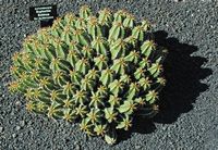 De verzameling van wolfsmerk van de Cactustuin in Guatiza in Lanzarote. Euphorbia echinus. Klikken om het beeld te vergroten in Adobe Stock (nieuwe tab).
