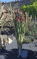 A coleção de eufórbios do Jardim de Cactus em Guatiza em Lanzarote. Euphorbia trigona. Clicar para ampliar a imagem em Adobe Stock (novo guia).