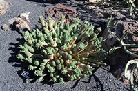 Die Kaktusgarten Euphorbien der Sammlung Guatiza auf Lanzarote. Euphorbia caput-Medusen. Klicken, um das Bild in Adobe Stock zu vergrößern (neue Nagelritze).