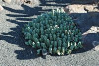 Die Kaktusgarten Euphorbien der Sammlung Guatiza auf Lanzarote. Euphorbia resinifera. Klicken, um das Bild in Adobe Stock zu vergrößern (neue Nagelritze).