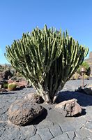 Die Kaktusgarten Euphorbien der Sammlung Guatiza auf Lanzarote. Euphorbia abyssinica. Klicken, um das Bild in Adobe Stock zu vergrößern (neue Nagelritze).